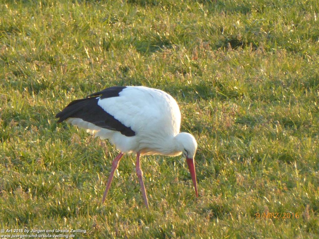Philosophische Bildwanderung Rorschach -Staad - Landegg - Fünfländerblick - Rorschach - Appenzeller Land - Bodensee - Schweiz