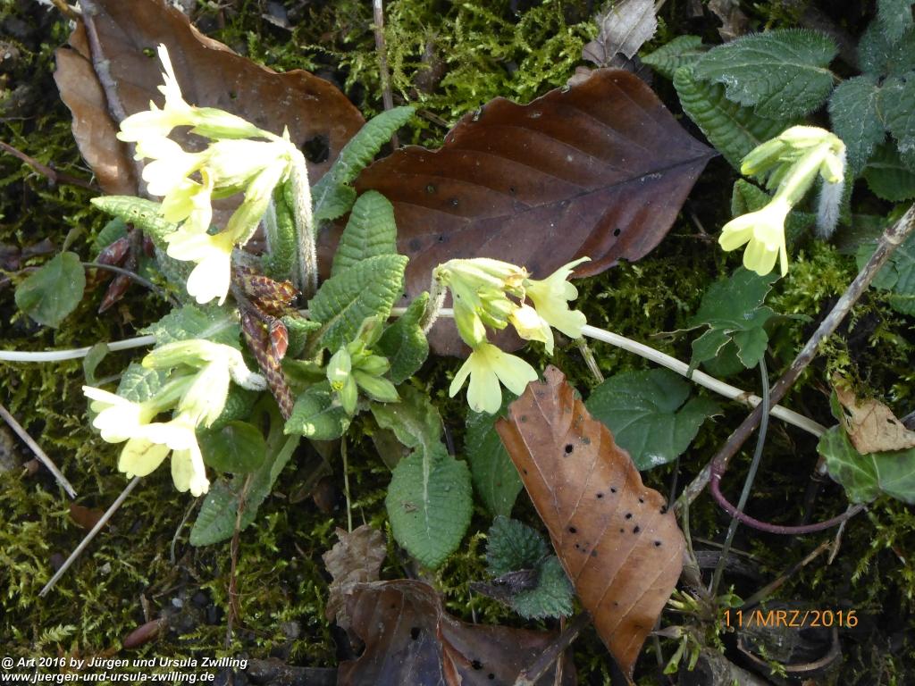 Philosophische Bildwanderung -Rheinau - Noll - Neuhausen am Rheinfall - Rheinfall - Rheinau - Bodensee - Schweiz