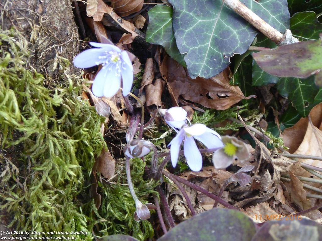 Philosophische Bildwanderung -Rheinau - Noll - Neuhausen am Rheinfall - Rheinfall - Rheinau - Bodensee - Schweiz
