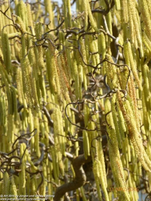 Philosophische Bildwanderung -Rheinau - Noll - Neuhausen am Rheinfall - Rheinfall - Rheinau - Bodensee - Schweiz
