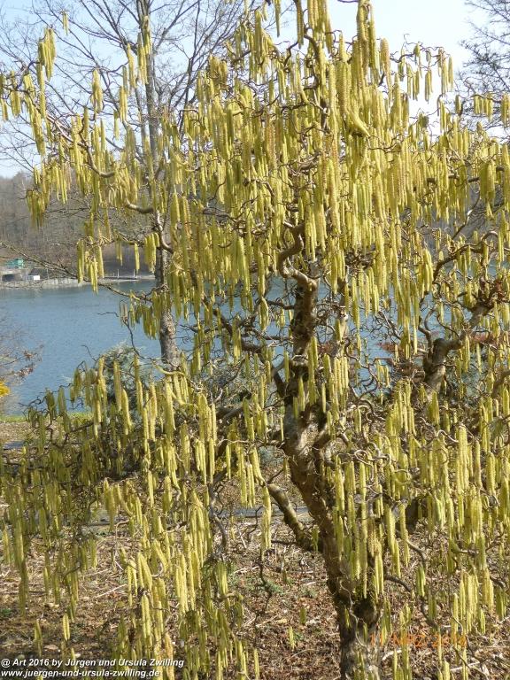 Philosophische Bildwanderung -Rheinau - Noll - Neuhausen am Rheinfall - Rheinfall - Rheinau - Bodensee - Schweiz