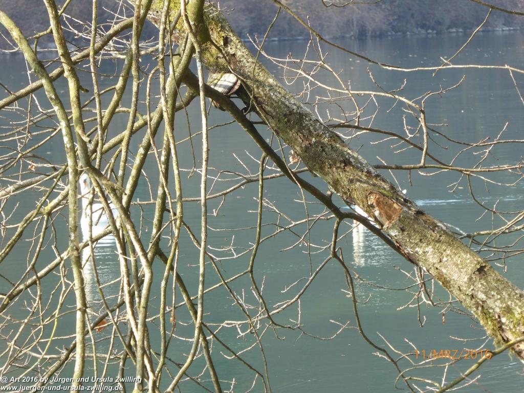 Philosophische Bildwanderung -Rheinau - Noll - Neuhausen am Rheinfall - Rheinfall - Rheinau - Bodensee - Schweiz