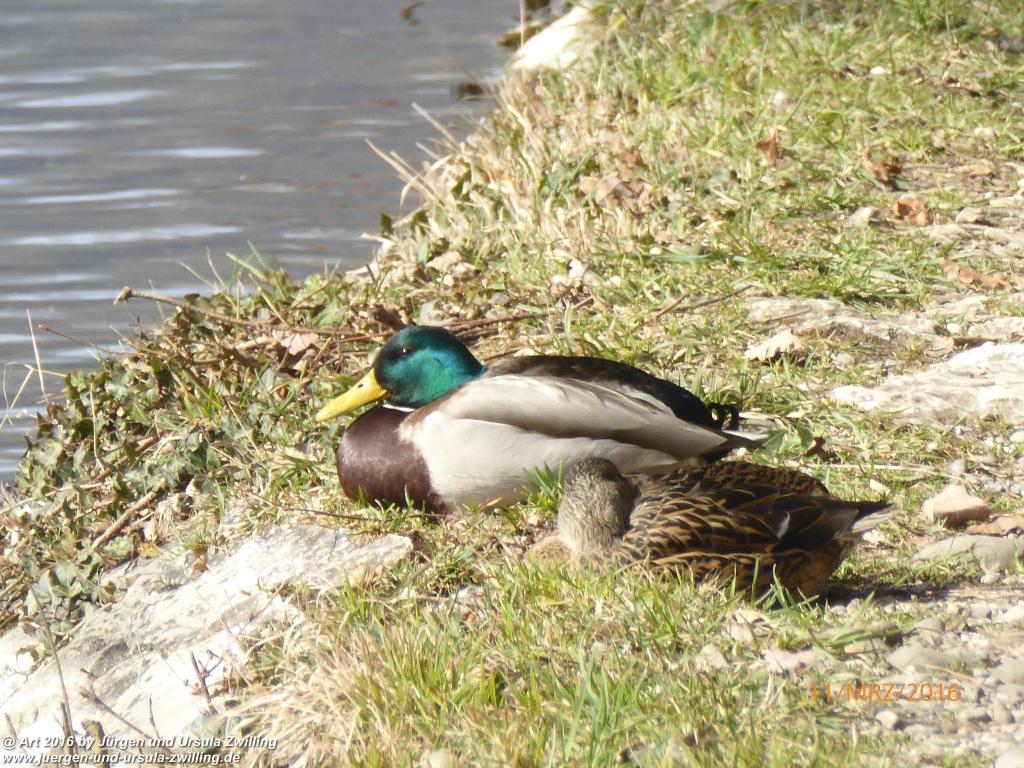 Philosophische Bildwanderung -Rheinau - Noll - Neuhausen am Rheinfall - Rheinfall - Rheinau - Bodensee - Schweiz
