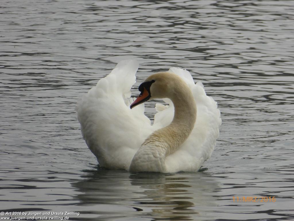 Philosophische Bildwanderung -Rheinau - Noll - Neuhausen am Rheinfall - Rheinfall - Rheinau - Bodensee - Schweiz