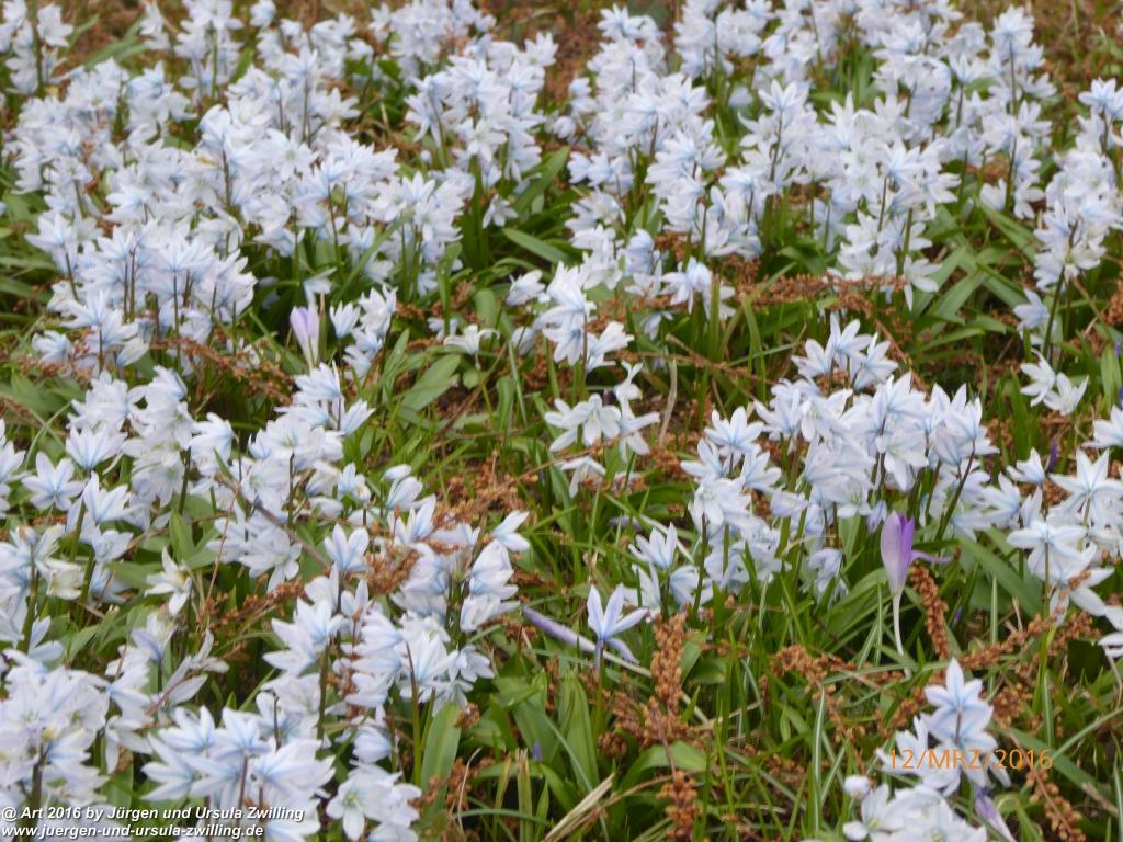 Philosophische Bildwanderung Litzelstetten - Mainau - Litzelstetten -Bodensee