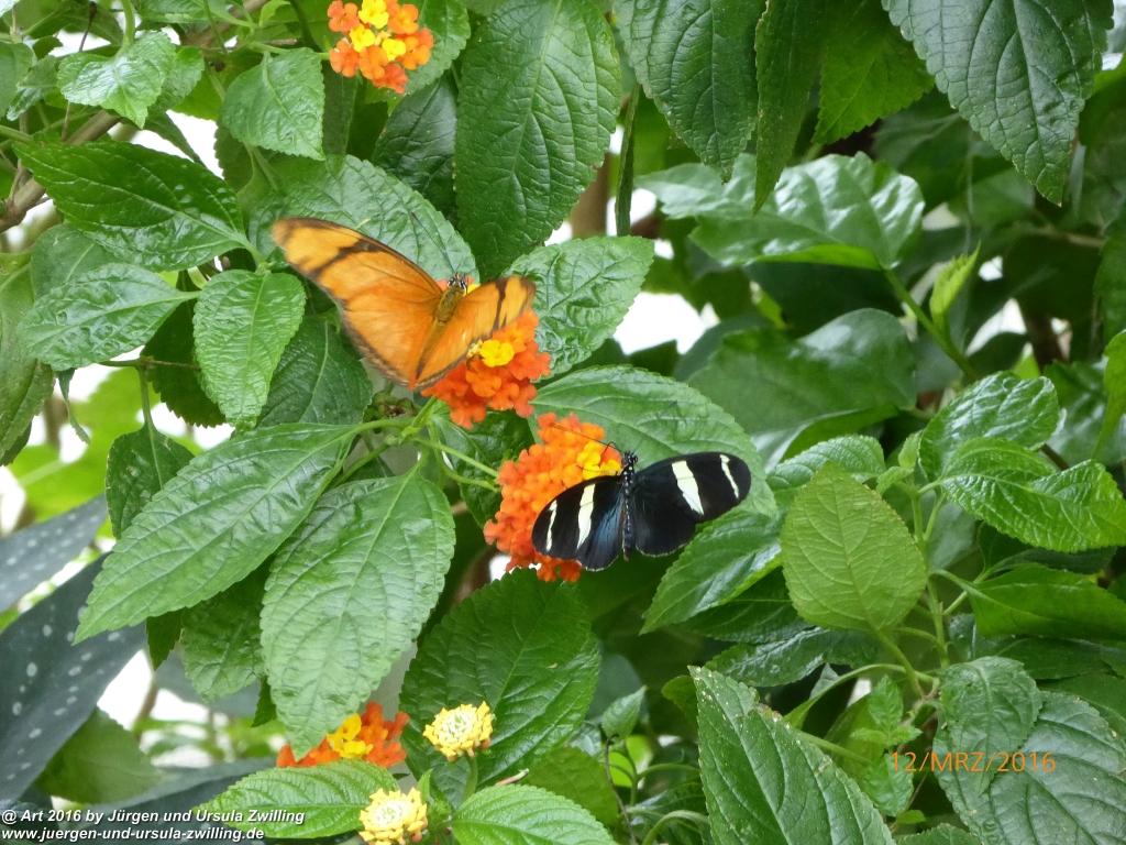 Philosophische Bildwanderung Litzelstetten - Mainau - Litzelstetten -Bodensee