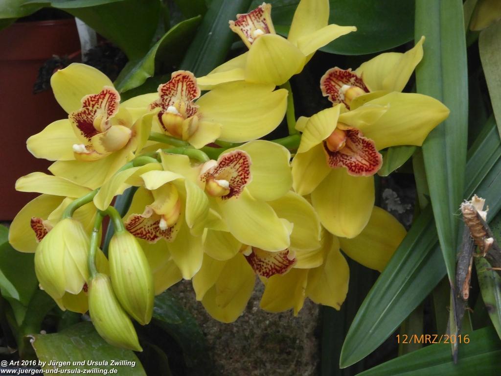 Philosophische Bildwanderung Litzelstetten - Mainau - Litzelstetten -Bodensee