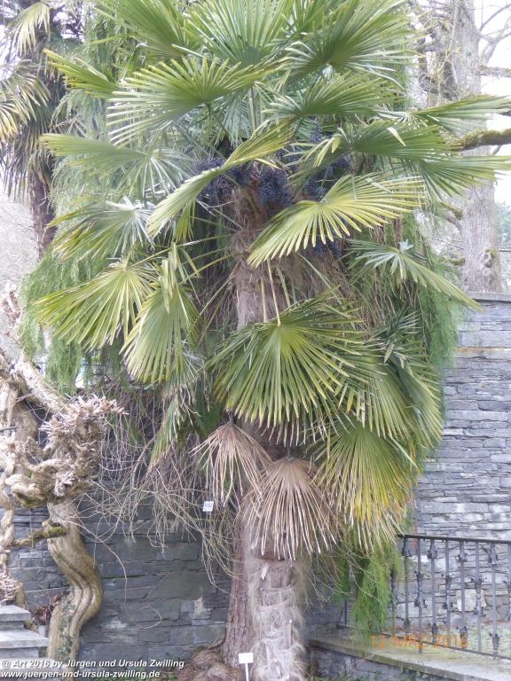 Philosophische Bildwanderung Litzelstetten - Mainau - Litzelstetten -Bodensee