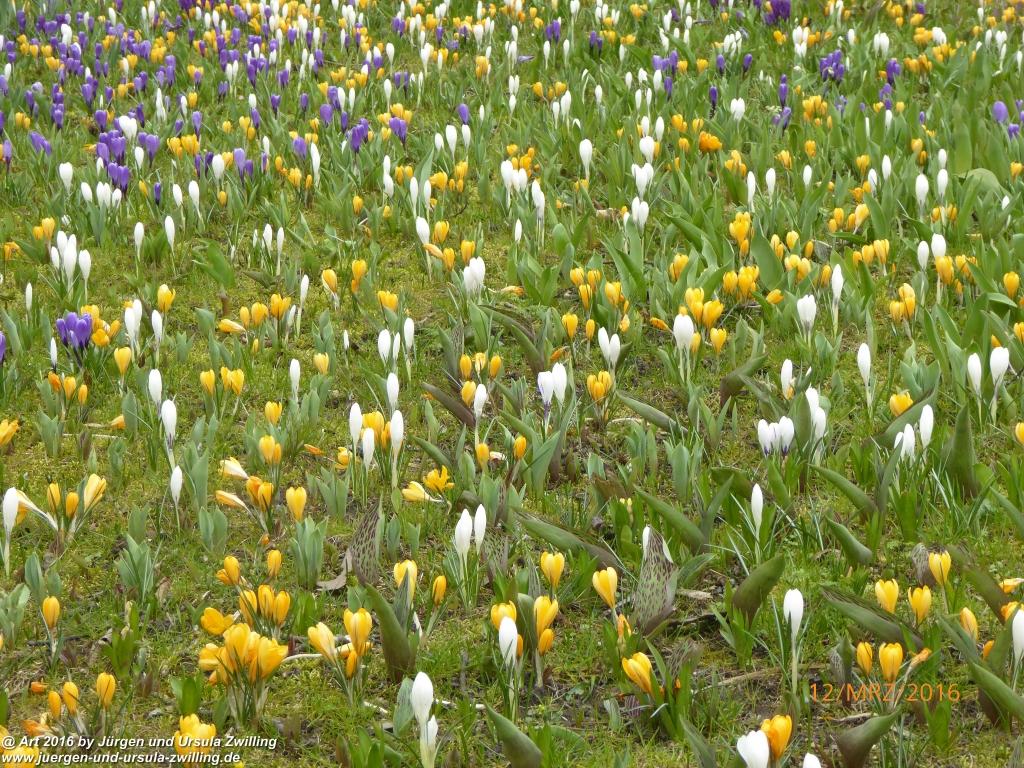 Philosophische Bildwanderung Litzelstetten - Mainau - Litzelstetten -Bodensee