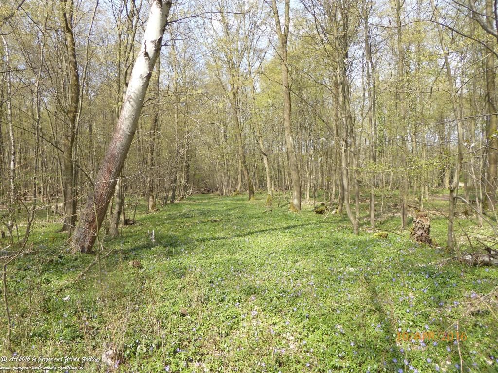 Frühlingsstart im Ober Olmer Wald