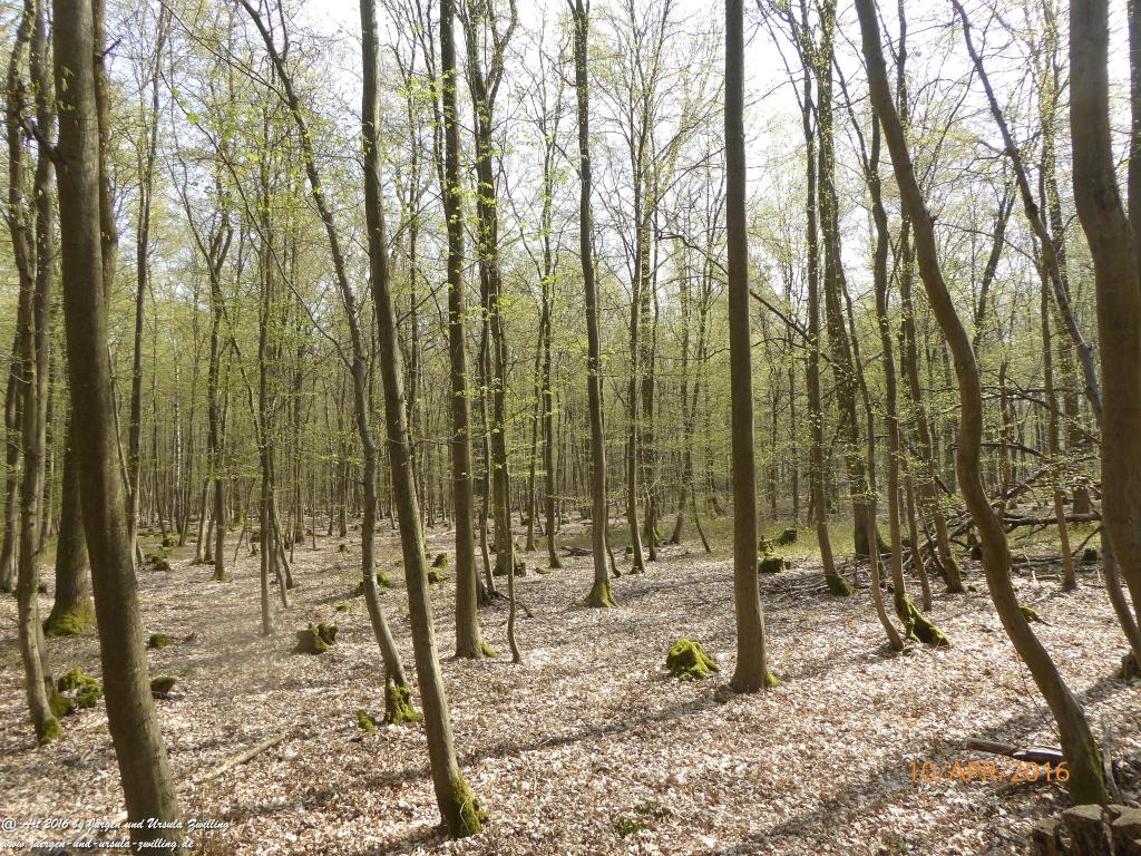 Frühlingsstart im Ober Olmer Wald