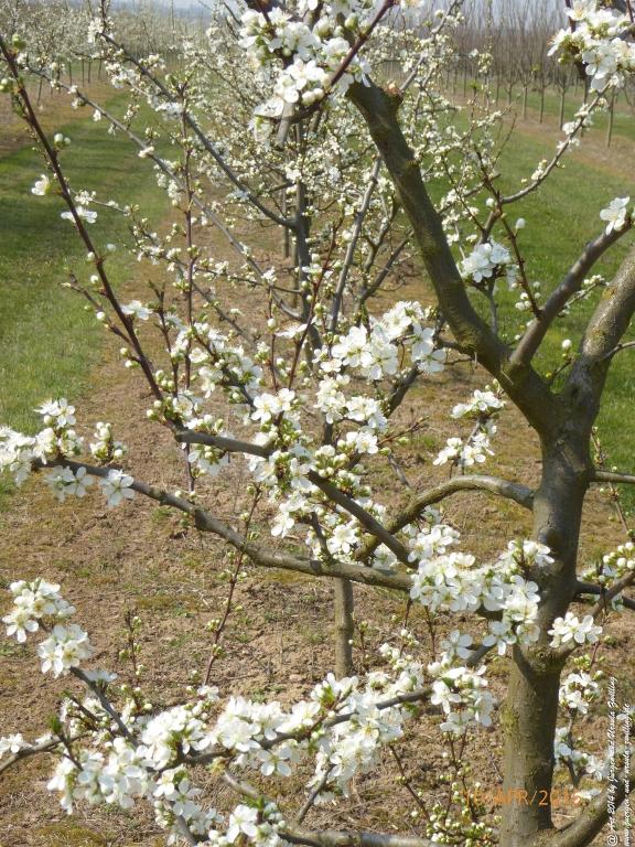 Blütenmeer Rheinhessen