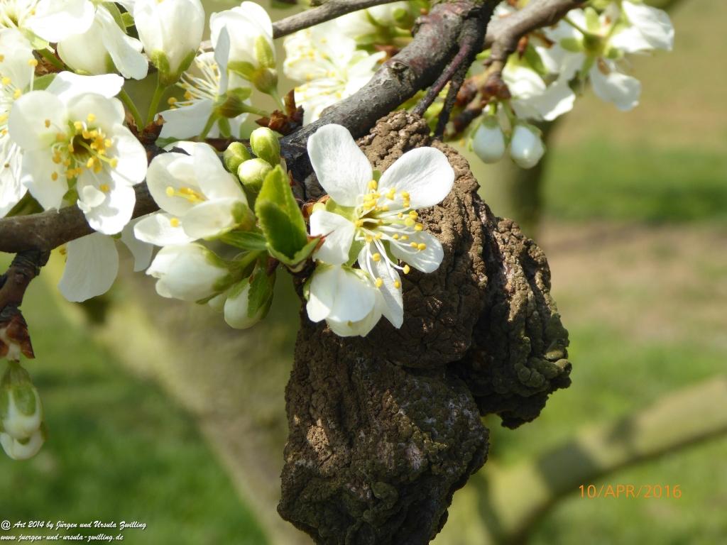 Blütenmeer Rheinhessen