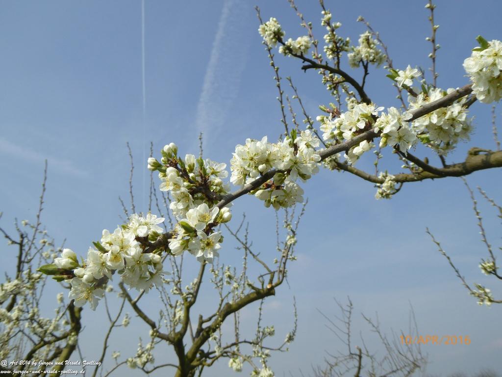 Blütenmeer Rheinhessen