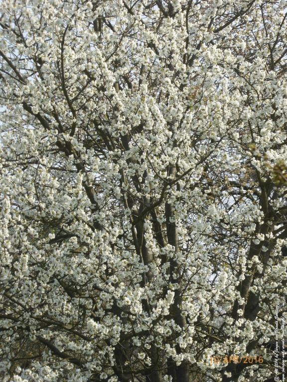 Blütenmeer Rheinhessen
