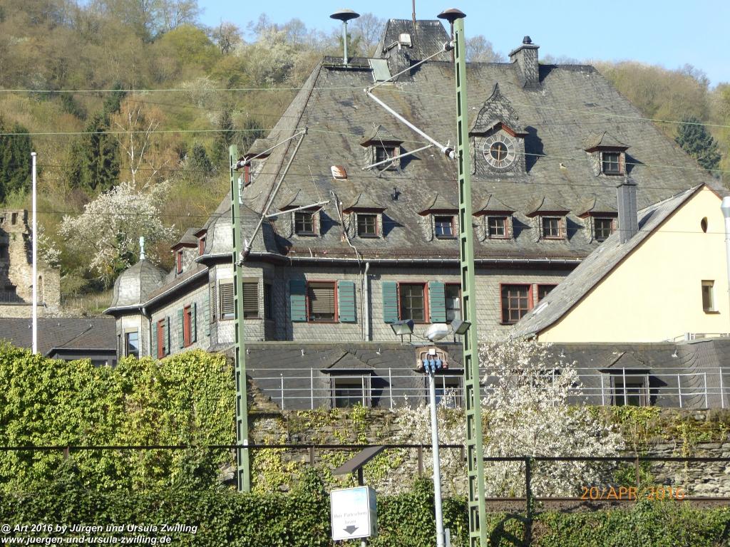 Philosophische Gänse Nachwuchs in Oberwesel am Rhein