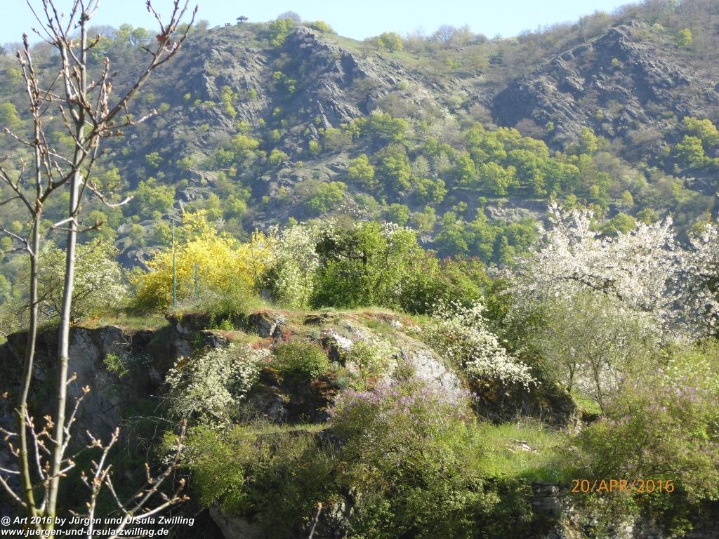Philosophische Gänse Nachwuchs in Oberwesel am Rhein