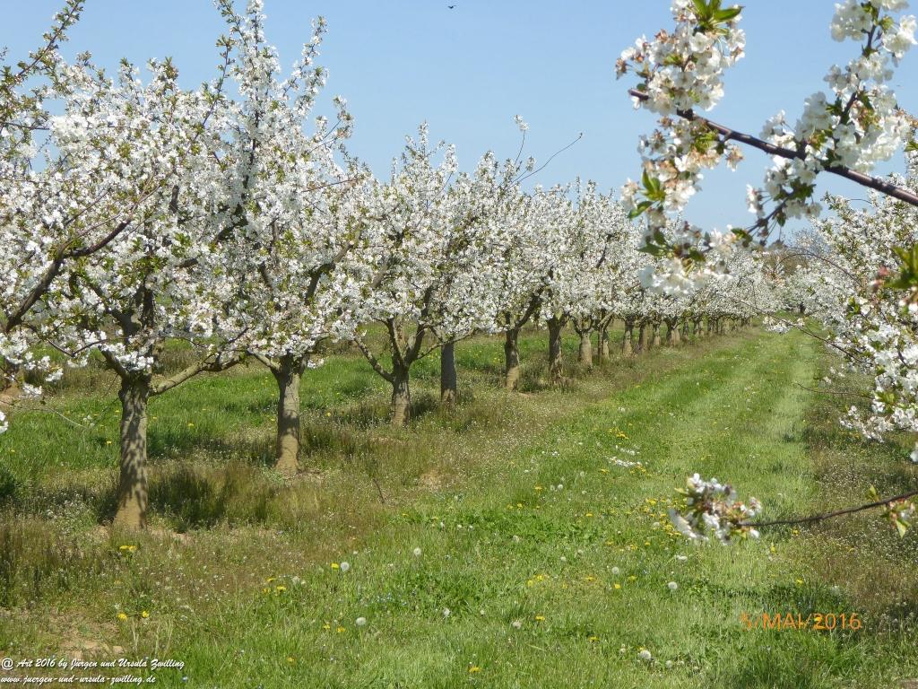 Frühling in Rheinhessen