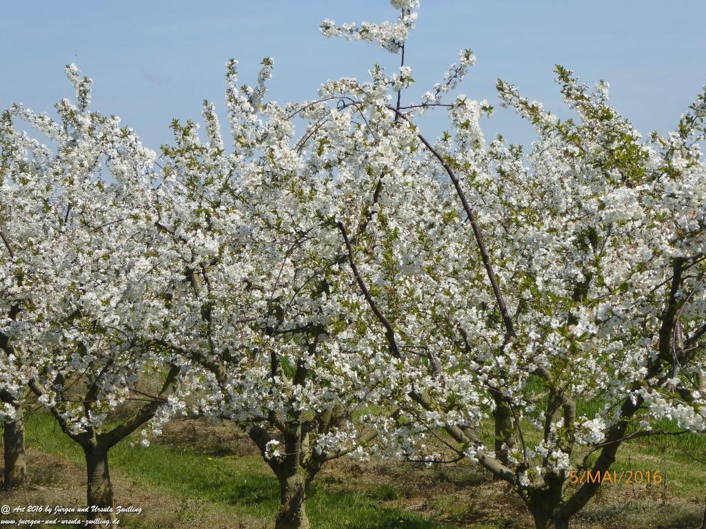 Frühling in Rheinhessen
