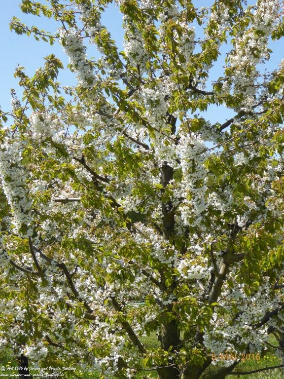 Frühling in Rheinhessen