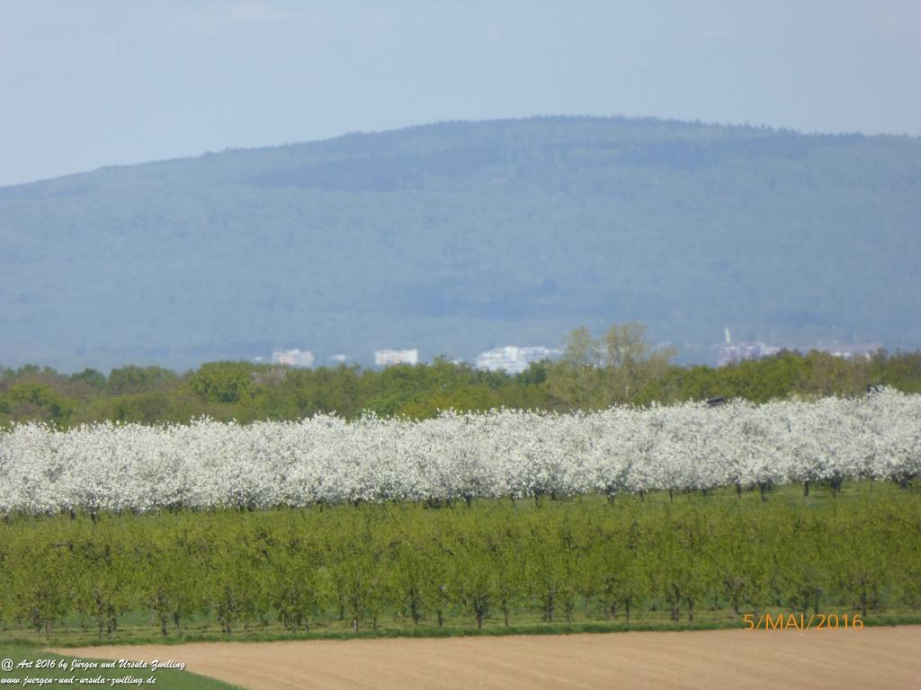 Frühling in Rheinhessen