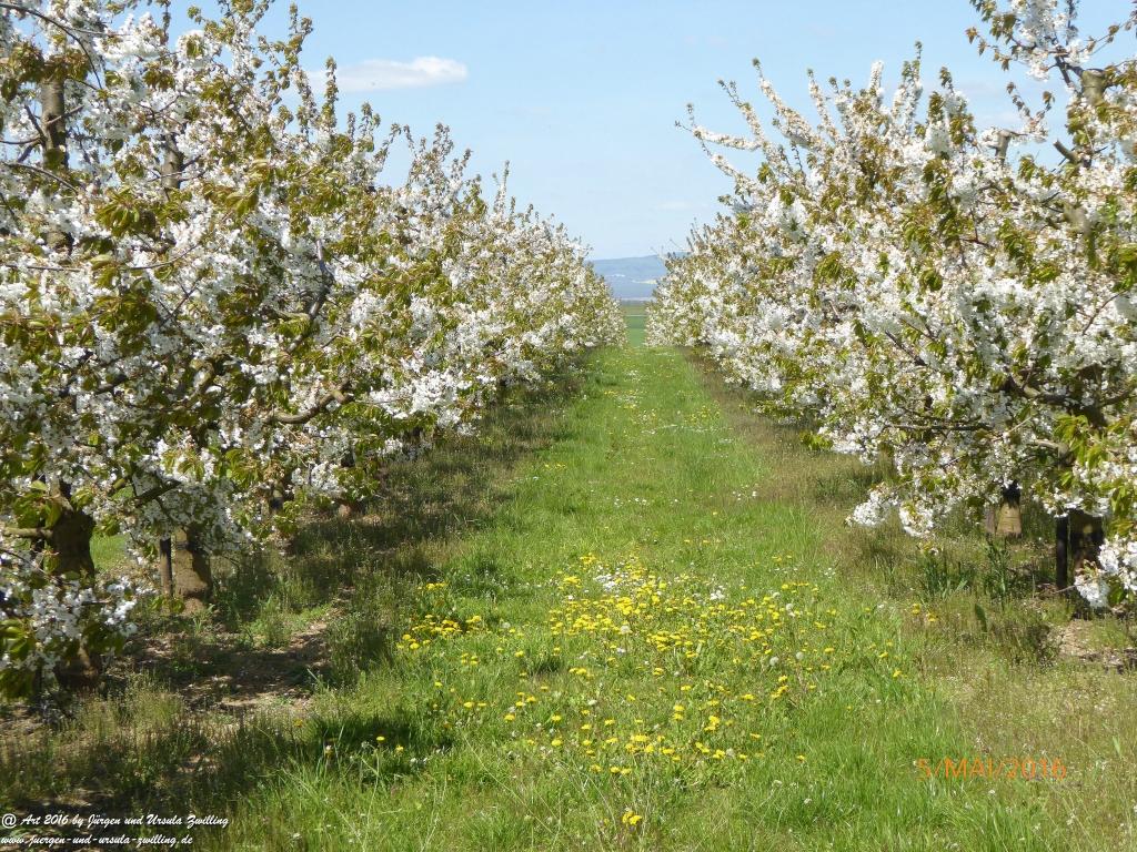 Frühling in Rheinhessen
