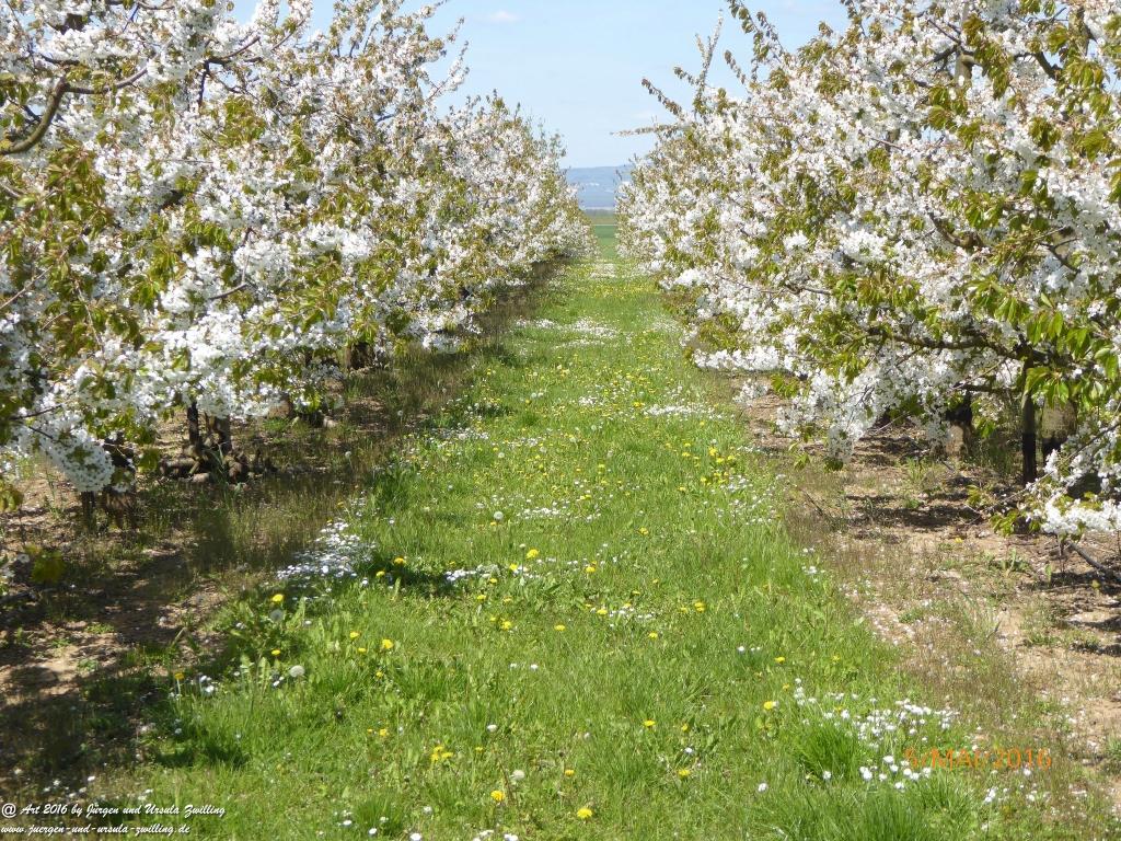 Frühling in Rheinhessen