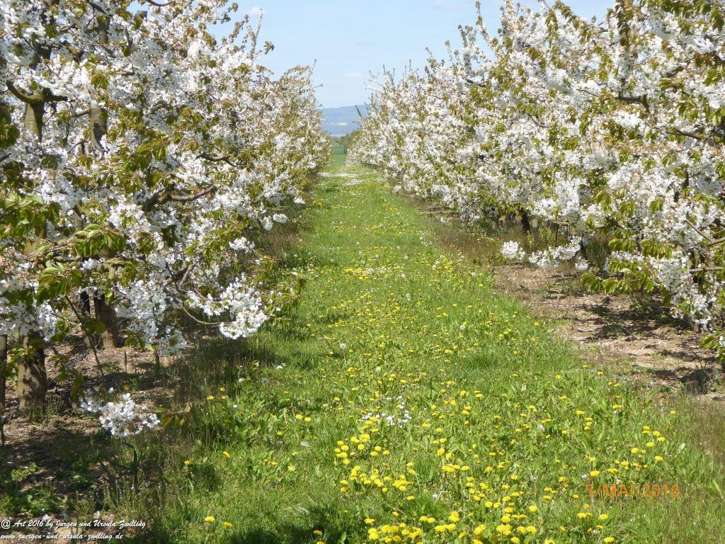 Frühling in Rheinhessen