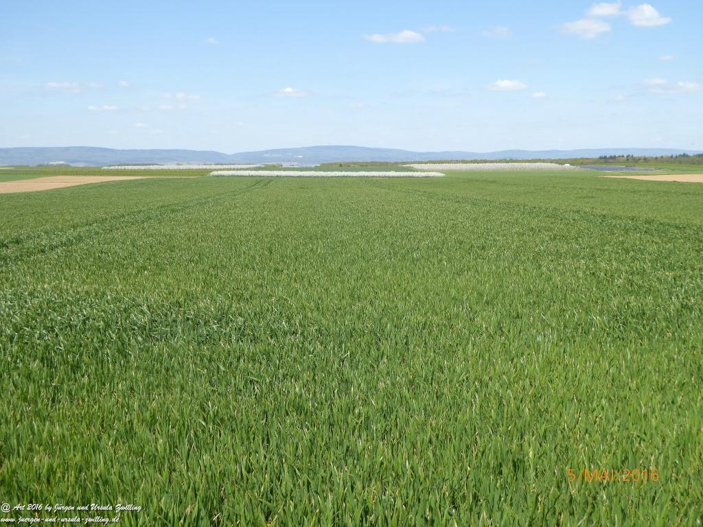 Frühling in Rheinhessen