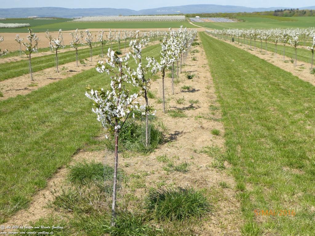 Frühling in Rheinhessen