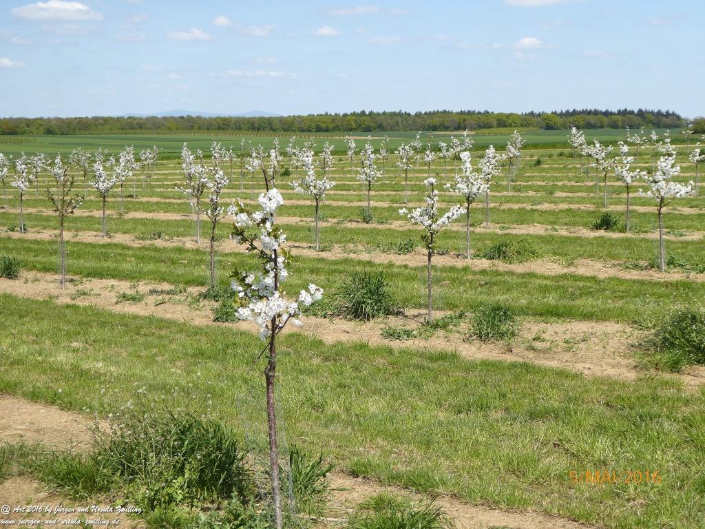 Frühling in Rheinhessen
