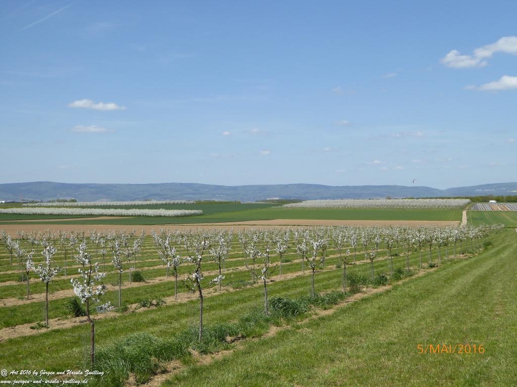 Frühling in Rheinhessen