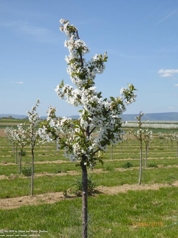 Frühling in Rheinhessen