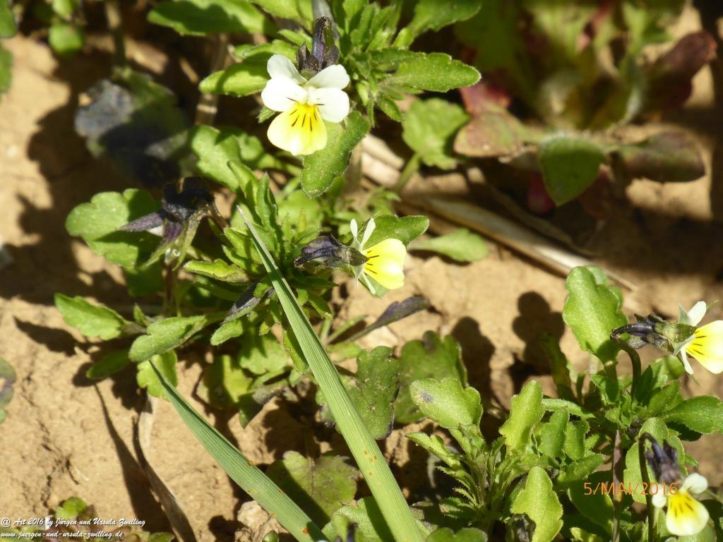 Frühling in Rheinhessen