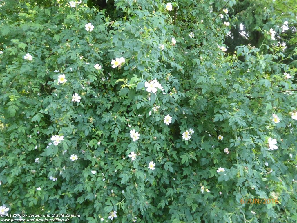 Philosophische Bildwanderung Bensheim Hessentagsweg - Vom Tal zum Hem und uff die Häih - Odenwald