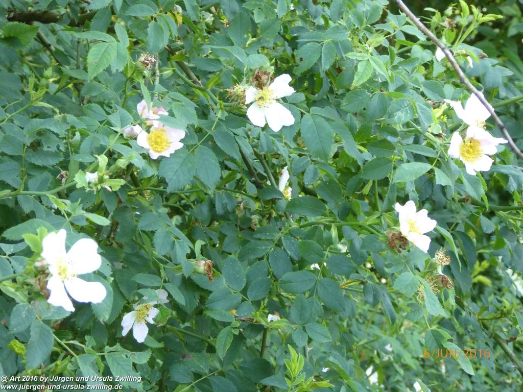 Philosophische Bildwanderung Bensheim Hessentagsweg - Vom Tal zum Hem und uff die Häih - Odenwald