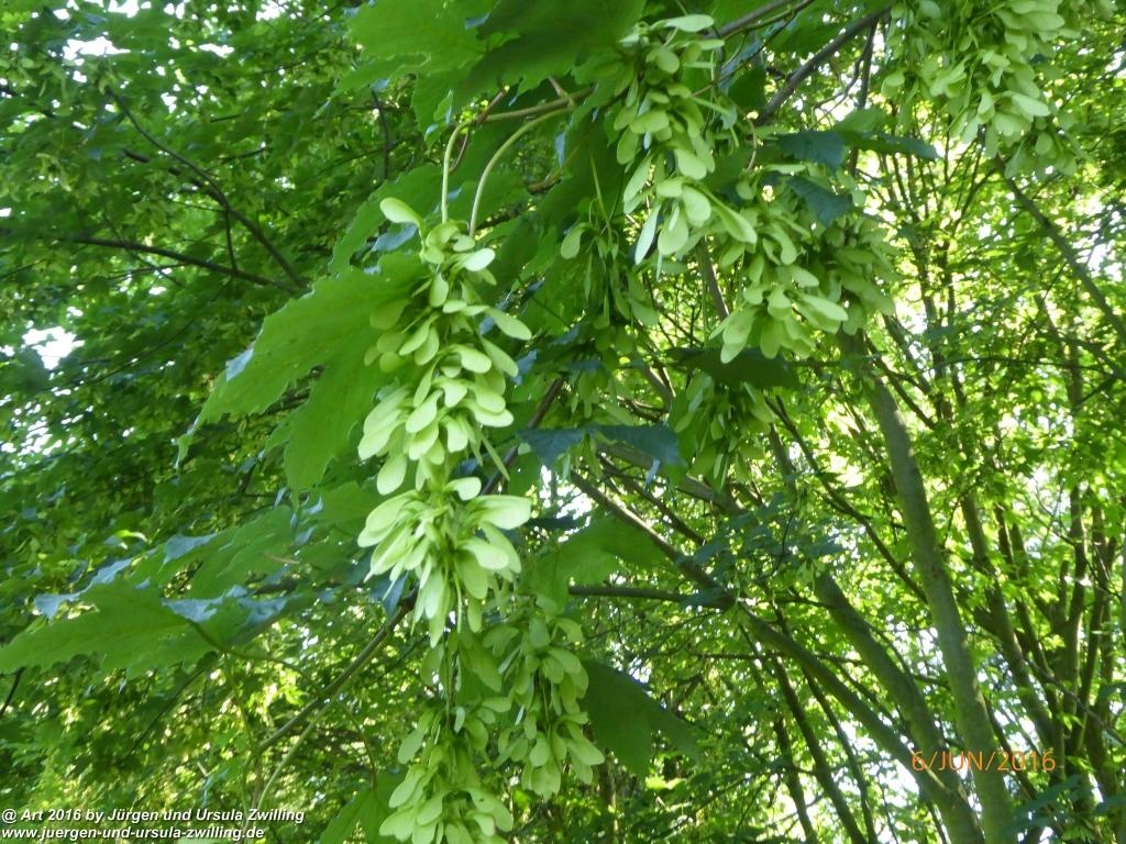 Philosophische Bildwanderung Bensheim Hessentagsweg - Vom Tal zum Hem und uff die Häih - Odenwald