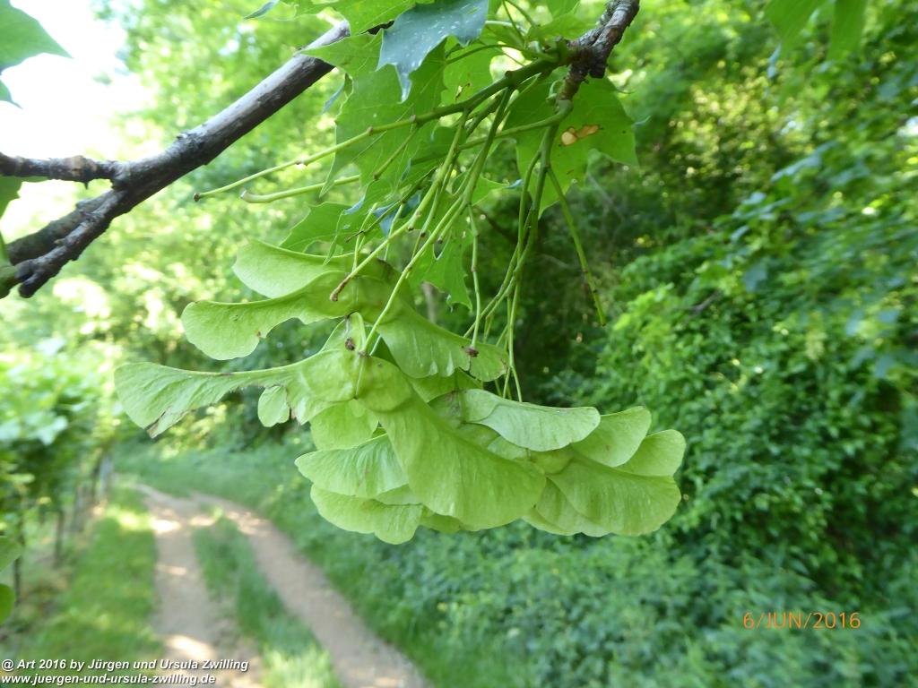 Philosophische Bildwanderung Bensheim Hessentagsweg - Vom Tal zum Hem und uff die Häih - Odenwald