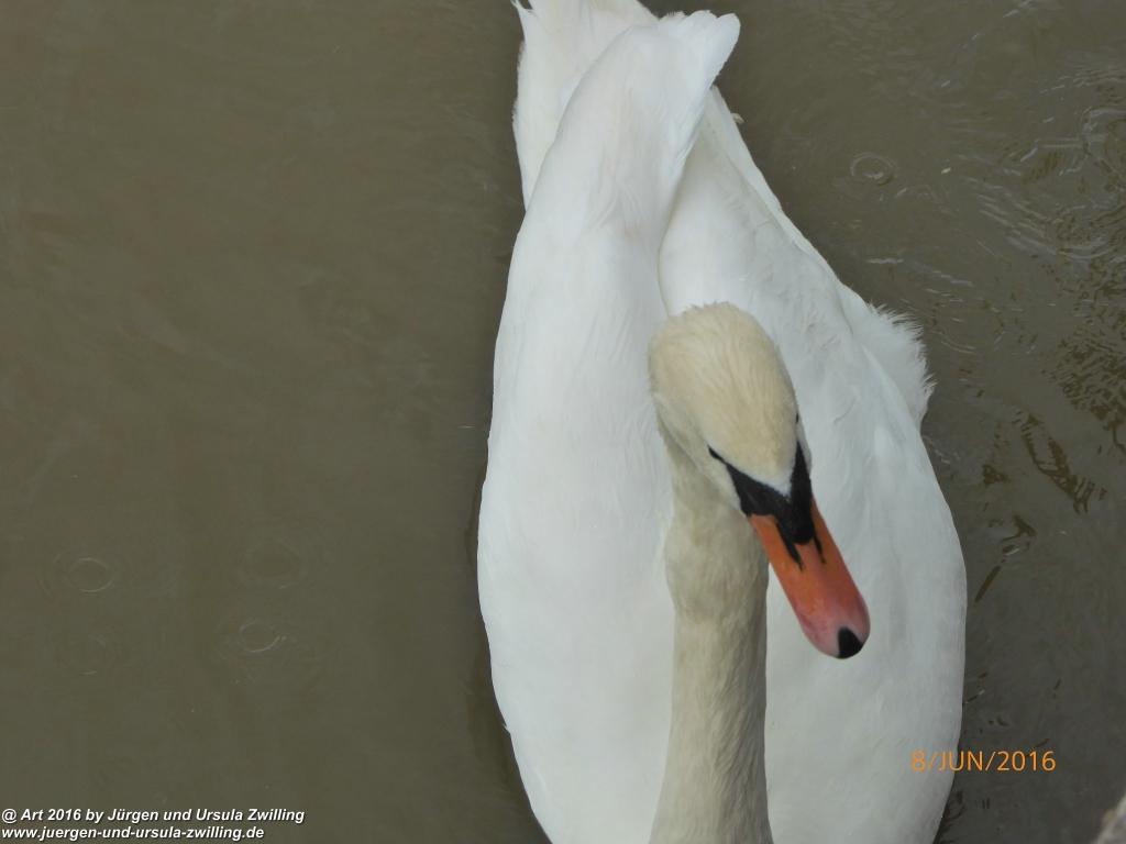 Eberbach am Neckar -Odenwald