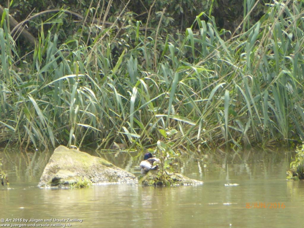 Eberbach am Neckar -Odenwald