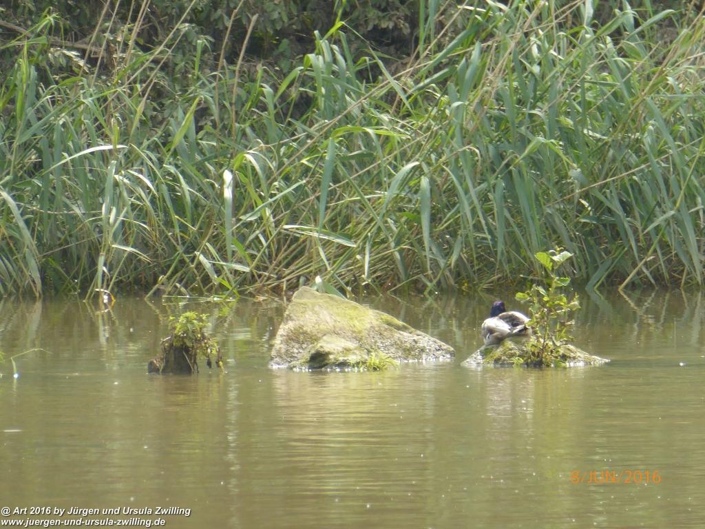 Eberbach am Neckar -Odenwald