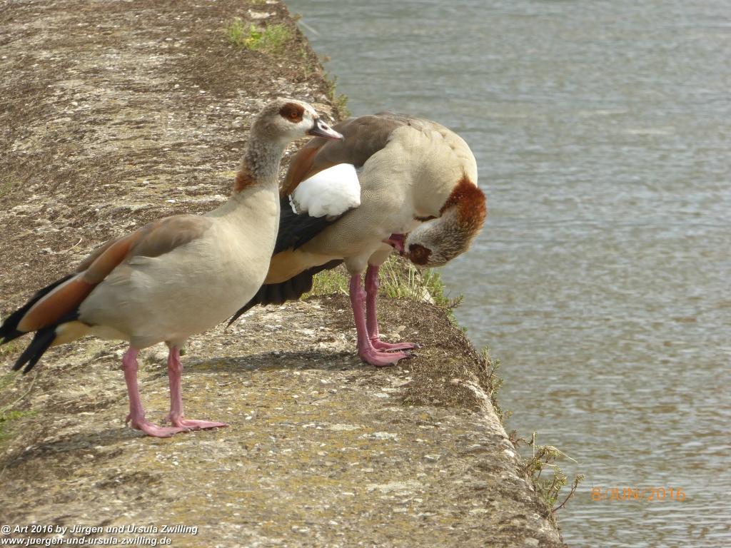 Eberbach am Neckar -Odenwald