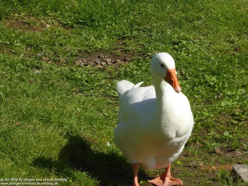 Philosophische Bildwanderung Drachenweg Fafnir - Zwischen Marbach-Stausee und Unter-Mossau - Odenwald