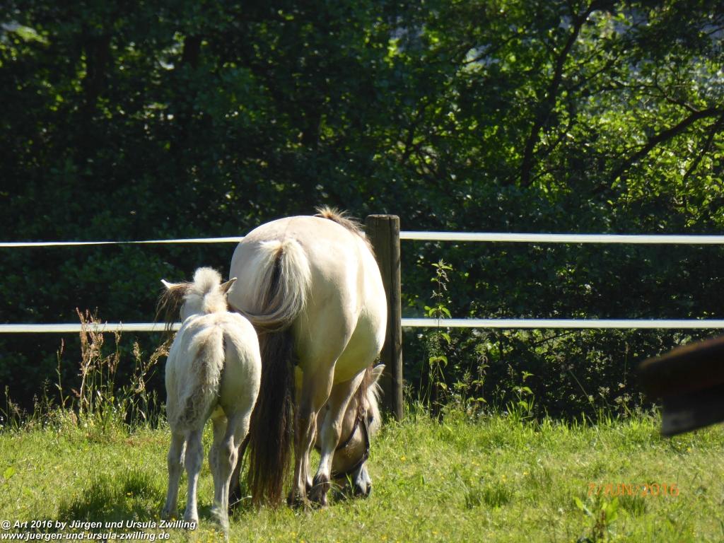 Philosophische Bildwanderung Drachenweg Fafnir - Zwischen Marbach-Stausee und Unter-Mossau - Odenwald
