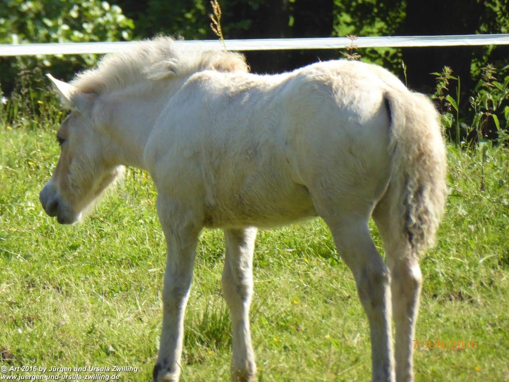 Philosophische Bildwanderung Drachenweg Fafnir - Zwischen Marbach-Stausee und Unter-Mossau - Odenwald