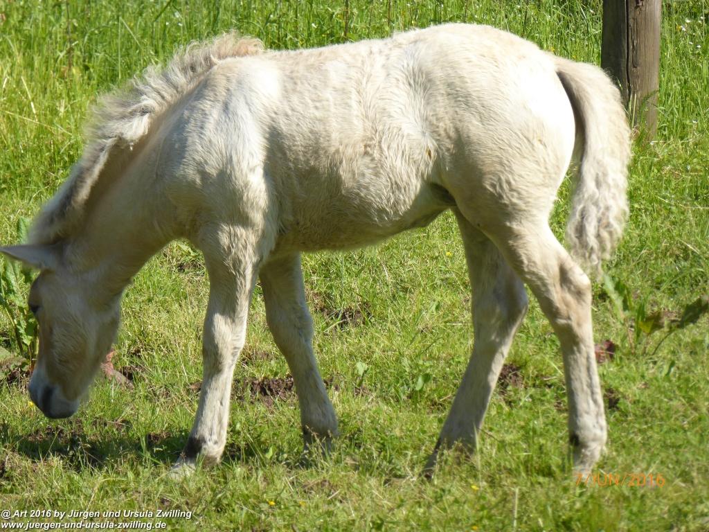 Philosophische Bildwanderung Drachenweg Fafnir - Zwischen Marbach-Stausee und Unter-Mossau - Odenwald