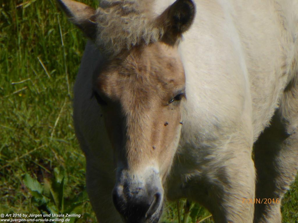 Philosophische Bildwanderung Drachenweg Fafnir - Zwischen Marbach-Stausee und Unter-Mossau - Odenwald