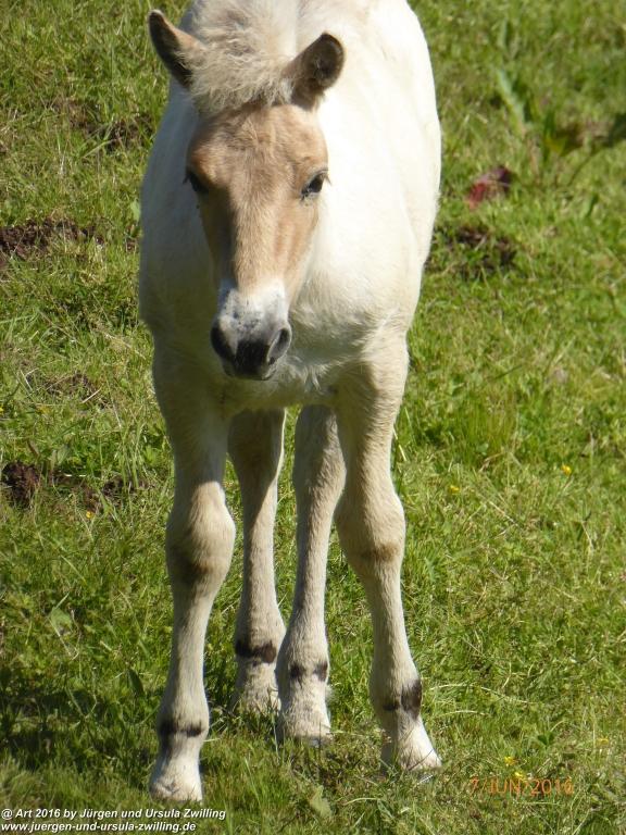 Philosophische Bildwanderung Drachenweg Fafnir - Zwischen Marbach-Stausee und Unter-Mossau - Odenwald