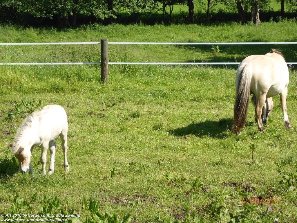 Philosophische Bildwanderung Drachenweg Fafnir - Zwischen Marbach-Stausee und Unter-Mossau - Odenwald