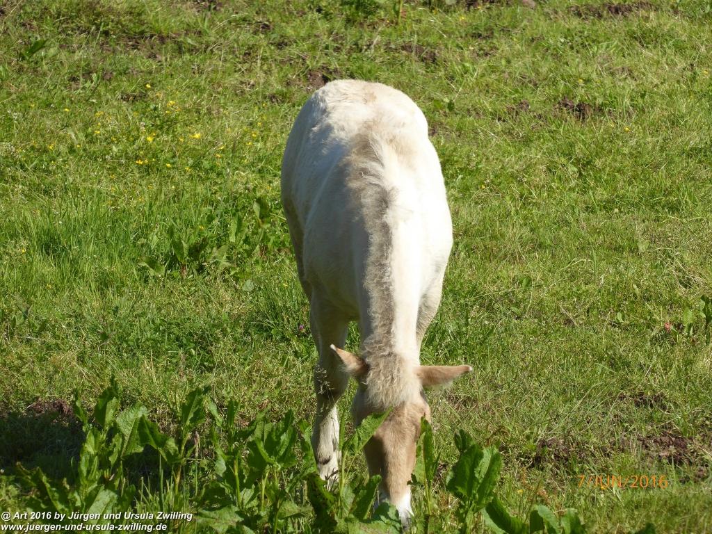Philosophische Bildwanderung Drachenweg Fafnir - Zwischen Marbach-Stausee und Unter-Mossau - Odenwald